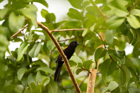 Um p&aacute;ssaro Encontro (Icterus pyrrhopterus) empoleirado em um galho de &aacute;rvore de ata muito frondosa. 