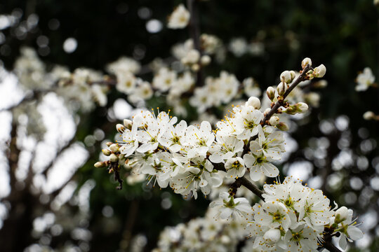 white flower blosson on a branch
