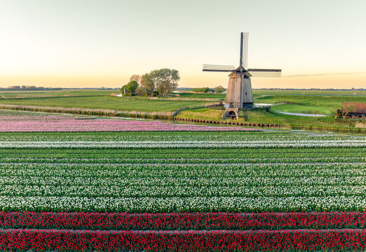 Aerial view of a majestic windmill towering over vibrant tulip fields in full bloom, a symphony of colors under the soft glow of the setting sun, Schermerhorn, Noord-Holland, Netherlands.