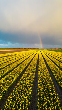 Aerial view of vibrant yellow tulip fields stretch towards the horizon under a dramatic sky with a faint rainbow, Oostwoud, North Holland, Netherlands.