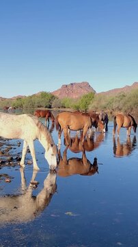 Vertical Ratio View Of Wild Horses Drinking Water On The Salt River In Arizona 