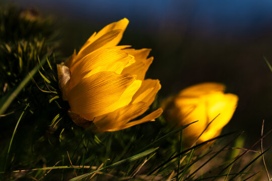 Spring adonis Adonis vernalis flower glowing in warm golden sunlight, showing translucent yellow petals, shallow depth of field and natural meadow background, symbol of spring