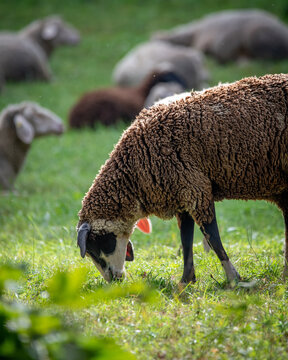 A brown sheep grazes in a lush green meadow with a blurred flock in the background