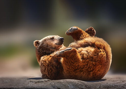 Brown Bear Playing, Lying on Its Back in a Natural Out-of-Blur Setting