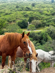 Obraz premium Chestnut and white horses grazing on green hills