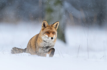 Fototapeta premium Red fox ( Vulpes vulpes ) in winter scenery
