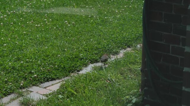 Bird explores outdoors. Small bird wanders bright garden backyard. Female common blackbird searches for food amid outdoor setting. Little bird navigates through luminous garden filled with plants