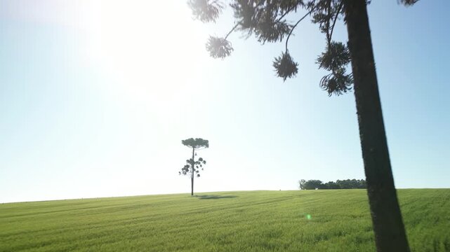 Campo de aveia com lindas arauc�rias num dia lindo de c�u azul. Pinheiros.