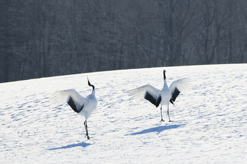 Obraz premium 二羽の鶴