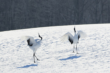 Obraz premium 二羽の鶴