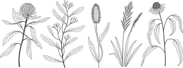 Botanical line art illustrations of various plants © Priyom