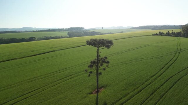 Incr�vel paisagem de campos verdes com lindas arauc�rias e c�u azul. Pinheiros.