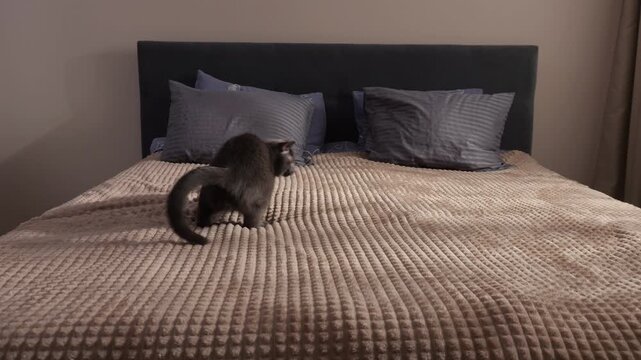 Black Cat On Bed Pounces Across Textured Blanket Under Low Evening Light, Tail Arched And Whiskers Forward, Energetic Exploration Of Pillows And Mattress, Lively Indoor Motion And Playful Curiosity