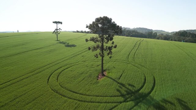 Arauc�rias em meio a campo verde de aveia. Pinheiros.