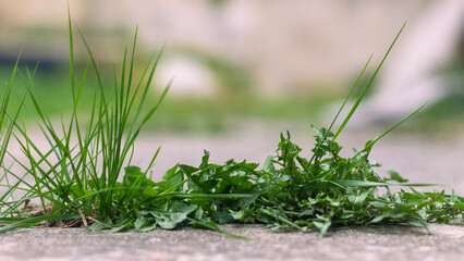 Obraz premium Bold grass growing from the concrete walkway