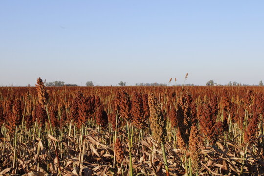 El sorgo (Sorghum bicolor) es un cereal de verano, alta resistencia a la sequ&iacute;a, calor y suelos pobres, es una planta monocotiled&oacute;nea libre de gluten y rico en nutrientes y con alto valor forrajero.  
