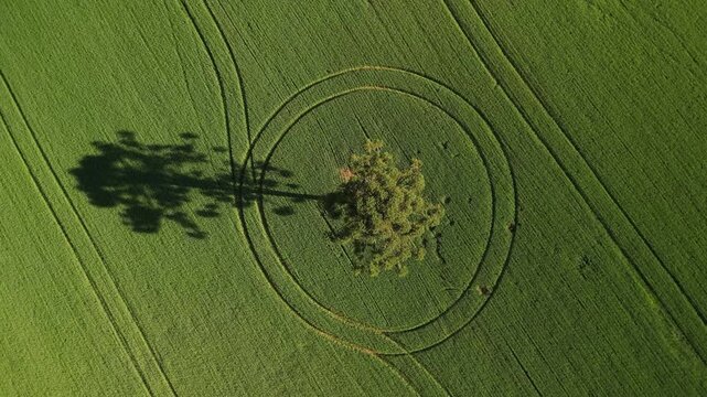 Zenital de arauc�ria em meio a campos verdes de aveia. Pinheiro.