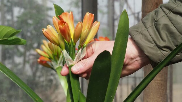 Real Camera Footage: Cleaning Clivia Houseplant Leaves with a Sponge (Non-AI)