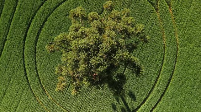 Incr�vel zenital de arauc�ria em meio a campos verdes de aveia. Pinheiro.