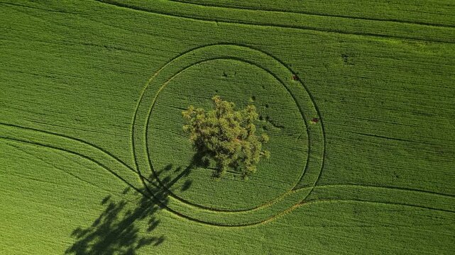 Lindo zenital de arauc�ria em meio a campos verdes de aveia. Pinheiro.
