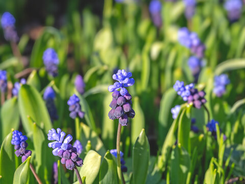 Broad leaved grape hyacinth flowers, Muscari latifolium