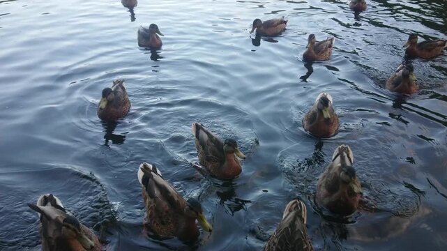 Wild ducks and mallards swimming in a pond and feeding in the water during sunset.