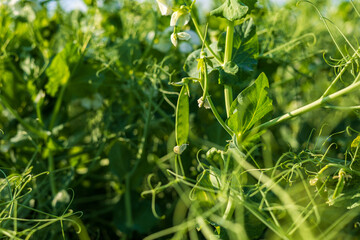 Green peas grow on vines in a field under sunlight during the morning in spring, surrounded by green leaves and stems