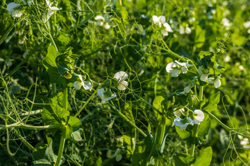 Green pea plant grows in an open field with flowers and lush leaves under bright sunlight in spring season