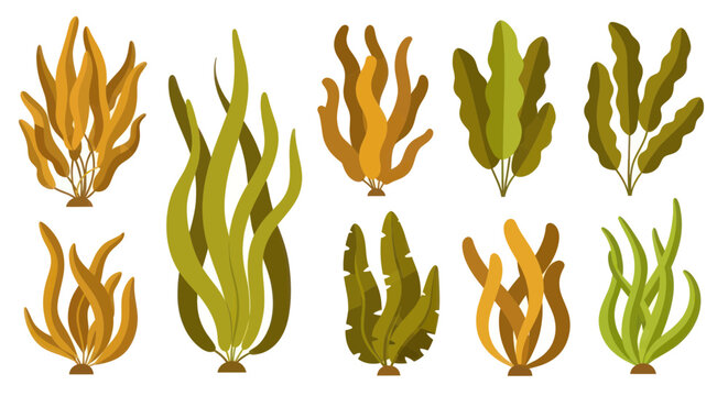 Collection of diverse underwater seaweed and aquatic plants illustration