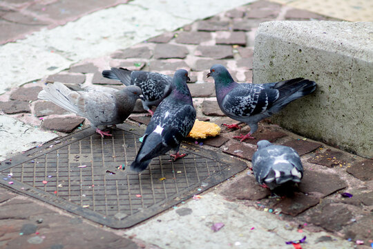 pigeons in the city