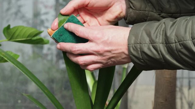 Real Camera Footage: Cleaning Clivia Houseplant Leaves with a Sponge (Non-AI)
