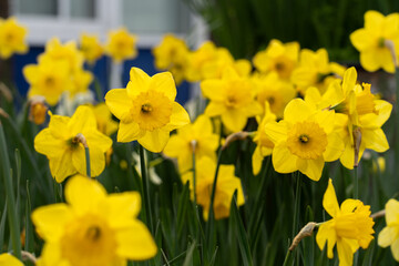 Fototapeta premium yellow daffodils 
