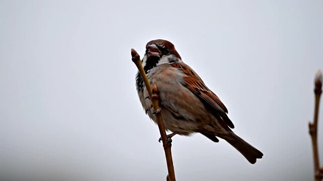 Brown House Sparrow Perched on a Thin Branch Against a Bright Overcast Sky, Calm Wildlife Scene.
