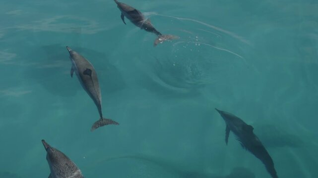Spinner dolphins swim and play near a boat, Kauai, Hawaii