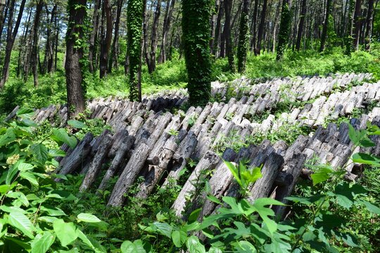 キノコの原木栽培