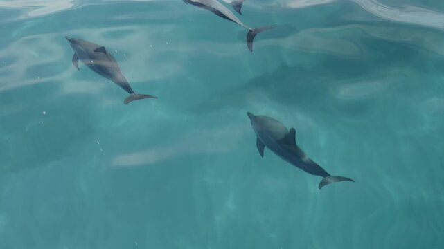 Spinner dolphins swim and play near a boat, Kauai, Hawaii