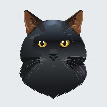 Schwarzer Kater