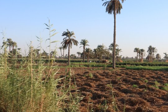 Green beautiful fields under the blue sky in Beni Sweif in Egypt