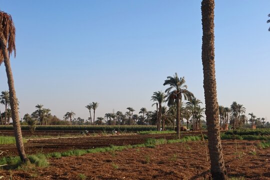 Green beautiful fields under the blue sky in Beni Sweif in Egypt