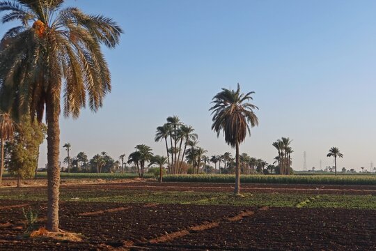 Green beautiful fields under the blue sky in Beni Sweif in Egypt