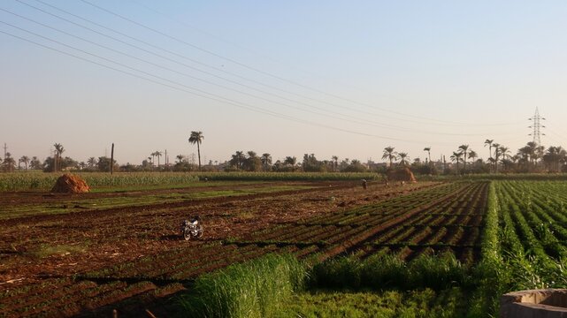 Green beautiful fields under the blue sky in Beni Sweif in Egypt