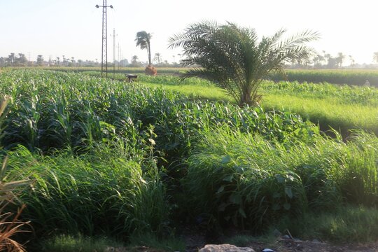 Green beautiful fields under the blue sky in Beni Sweif in Egypt