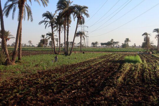 Green beautiful fields under the blue sky in Beni Sweif in Egypt