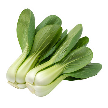 Fresh bunch of green leafy bok choy vegetables with crisp leaves and white stems