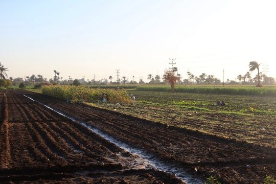Green beautiful fields under the blue sky in Beni Sweif in Egypt