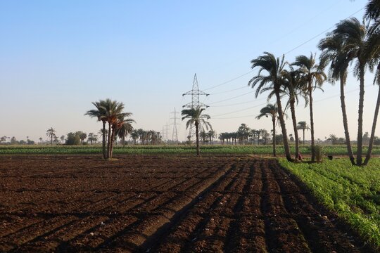 Green beautiful fields under the blue sky in Beni Sweif in Egypt