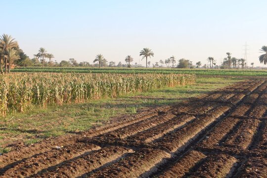Green beautiful fields under the blue sky in Beni Sweif in Egypt