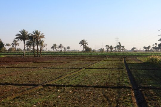 Green beautiful fields under the blue sky in Beni Sweif in Egypt