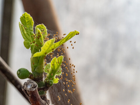 Real Camera Shot: Nest of European Garden Spiderlings, Araneus diadematus, in a Greenhouse (Non-AI)