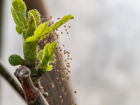 Real Camera Shot: Nest of European Garden Spiderlings, Araneus diadematus, in a Greenhouse (Non-AI)